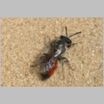 Sphecodes pellucidus - Blutbiene w005a 9mm - Sandgrube Niedringhaussee-det.jpg